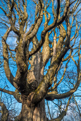 Big tree on blue sky background