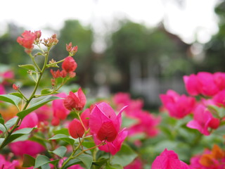 Beautiful bougainvillea flowers in the garden 🏡