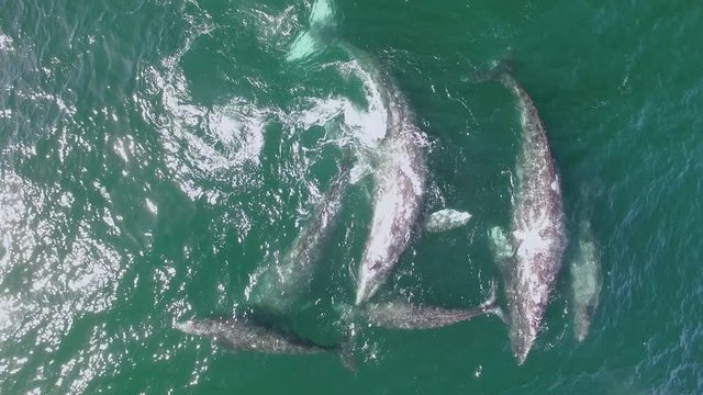 overhead drone shot of grey whales in shallow water off Baja California, cow calf pairs playing - zoom out or up at end