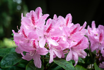 Flowers After Spring Rain