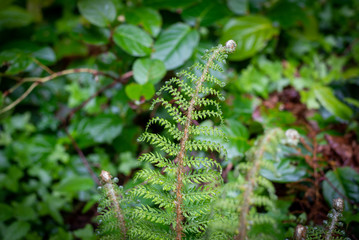 Fern In Forest After Rain