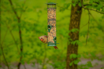 Cardinal bird sitting on bird feeder near forest