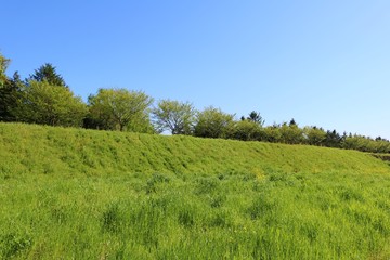 風景　春　思川河川敷　土手　緑　杤木　