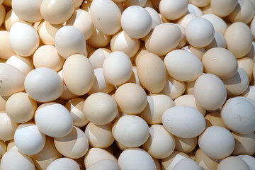 top view of chicken eggs as food background