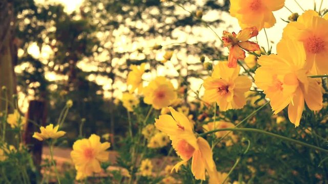 grass thatch on a beautiful morning, Full HD, 4K