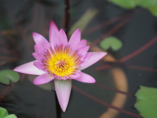 lotus in pond