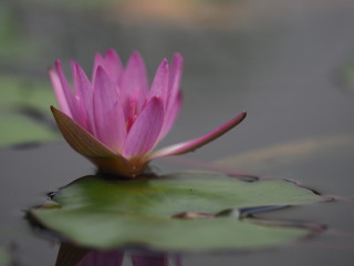 pink water lily in pond