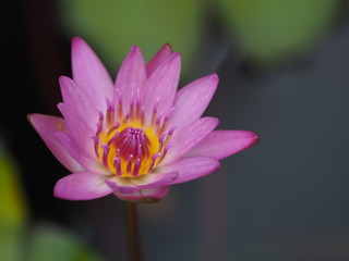 lotus in pond
