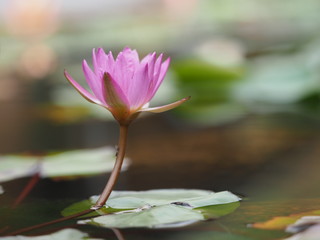 pink lotus flower in pond