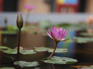 pink water lily in pond
