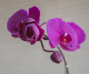 Purple Phalaenopsis orchid buds opening up in the sunlight.