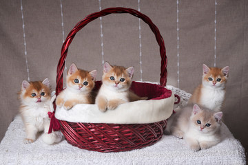 Five kittens of the breed British Shorthair sit in the Christmas basket and next