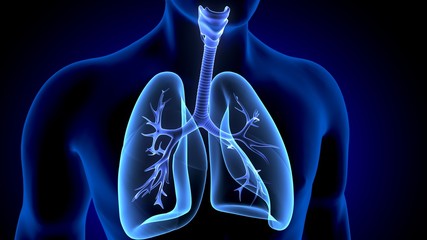 3d illustration of human body lungs anatomy - obrazy, fototapety, plakaty