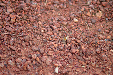 Image of Closeup of red ground