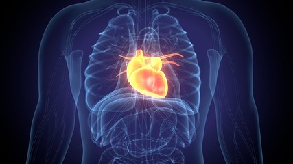 3D Illustration of Human Body Organs Heart Anatomy