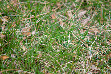 Image of Closeup of Grass