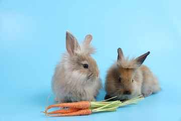 young two cute brown easter bunny rabbit eatting carrots on blue background
