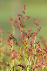 Wild blooming common Sorrel