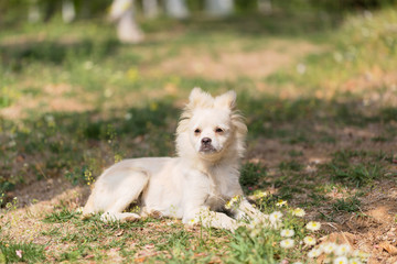 White puppy kneeling on the grass, outdoor spring