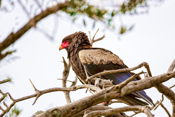 The eagle is sitting on the branches of trees. Kenya, a national