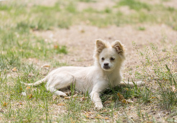 White puppy kneeling on the grass, outdoor spring