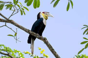 Wreathed Hornbill, Rhyticeros undulatus on the branches in nature.