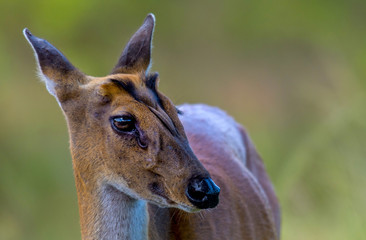 Close up barking deer On Khao Yai National Park