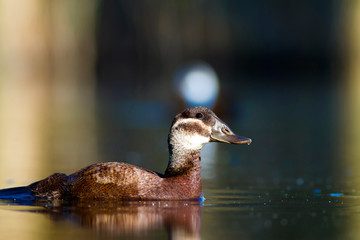 Swimming duck. Nature background. Duck: White headed Duck. Oxyura leucocephala.