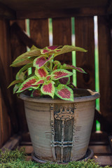Coleus flower with red and green leaves in ceramic pot