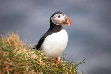 Puffin in profile at Borgarfjarðarhöfn
