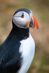 Gorgeous Puffin at Borgarfjarðarhöfn in Iceland