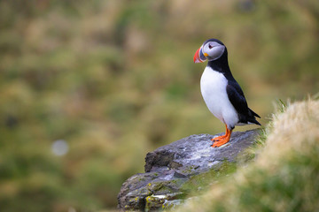 Puffin perched on a rock at Borgarfjarðarhöfn in Iceland