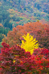 Obraz premium Autumn leaves a beautiful colorful tree.