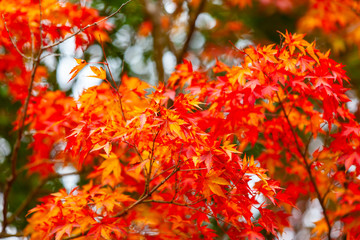 Autumn leaves a beautiful colorful tree.