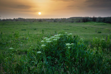 Spring green meadow at sunset