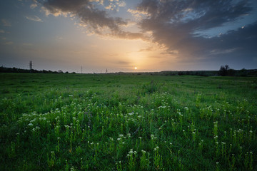 Spring green meadow at sunset