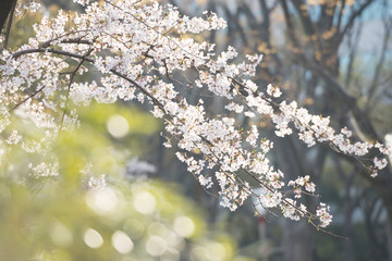 春の靭公園