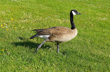 Canadian goose poses on flowering field close up.
