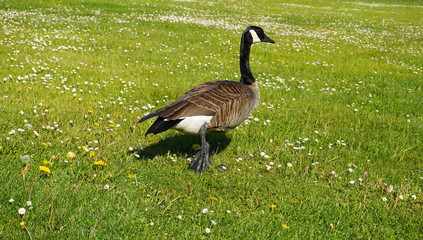 Canadian goose poses on flowering field close up.