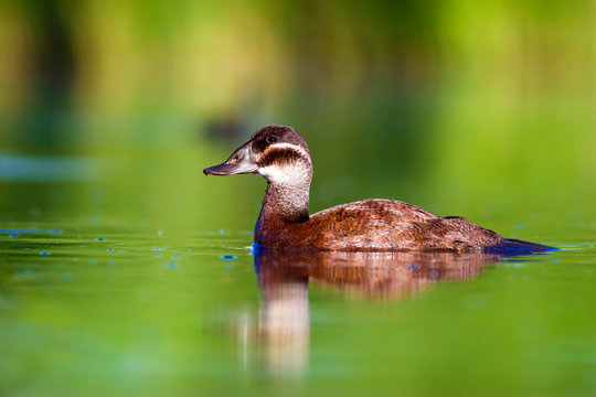 Swimming beautiful duck. Colorful nature background. Duck; White headed Duck. Oxyura leucocephala.