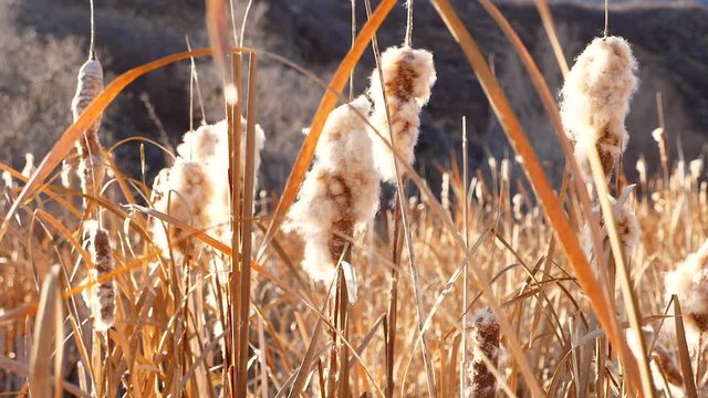 Slow motion of cat tails blossoming in a golden sun at a marsh
