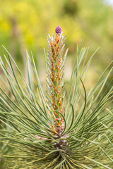 Fototapeta premium Outdoor green conifer pine blossoms, spring outdoors，Pinus yunnanensis