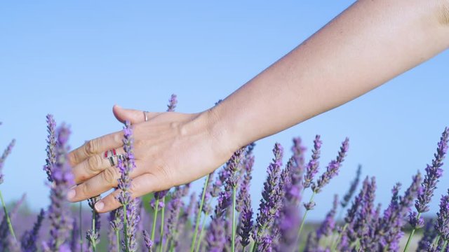 SLOW MOTION CLOSE UP DOF: Unrecognizable young woman gently touches the aromatic lavender bush as it blossoms in the warm spring sunshine. Girl brushes her hand over the lush violet shrub in Provence.