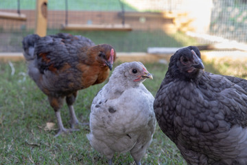 young pullet and cockerel chickens in chicken run