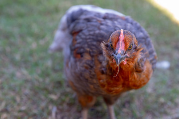 Close-up of young cockerel rooster in chicken coop