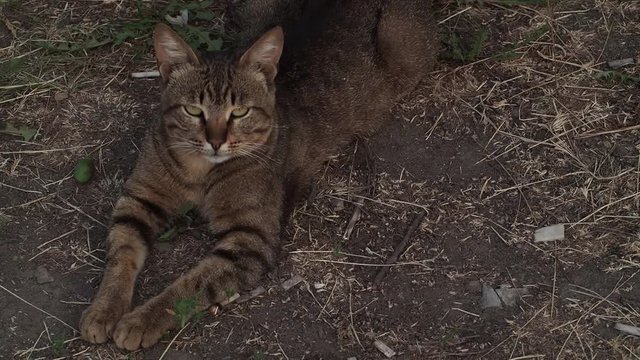Pet on the street resting   Cat summer is laying on the ground under the open sky