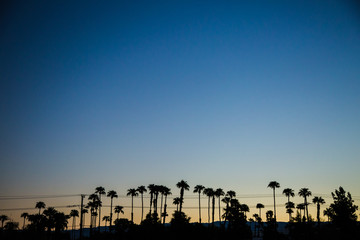 Sunset Sunrise Silhouette of California Palm Trees and Power Lines Background
