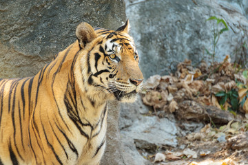 Close up young beautiful great male Indochinese tiger (Panthera tigris corbetti) in zoo.Adorable big feline wildcat Indochinese tiger with beautiful fur.Dangerous Big cat, endangered wild animal.
