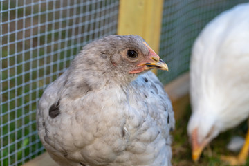 Pullet chicken hen in backyard