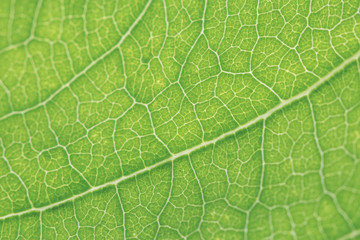 Green leave blurred nature background.Soft color abstract background.